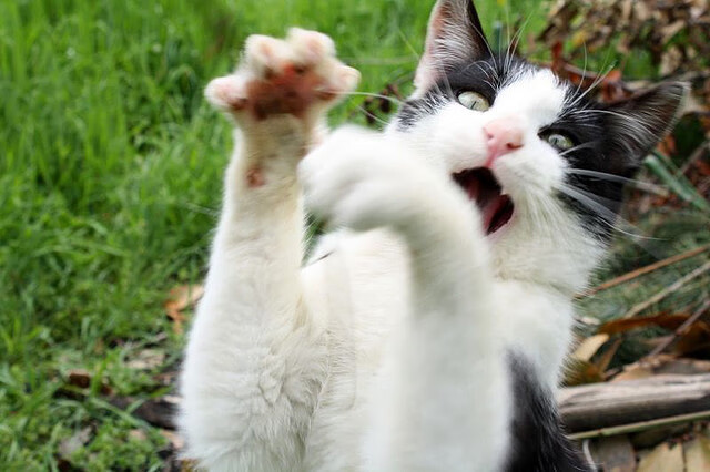 开云体育官网下载安装-体育新闻中心推出赛事图文可视化表达标准,体育赛事图文直播是什么意思 第3张 开云体育官网下载安装-体育新闻中心推出赛事图文可视化表达标准,体育赛事图文直播是什么意思 第3张