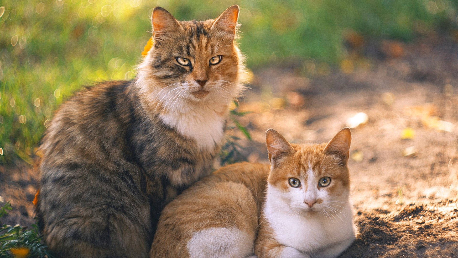 kaiyun体育app-国际乒联宣布2024年混合团体世界杯赛制细则，国际乒联世界杯团体赛时间表