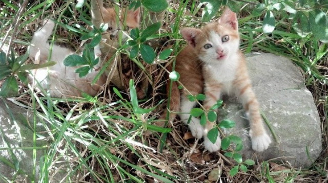 开云体育开云-Popovici两项夺金值守队中担当  第3张