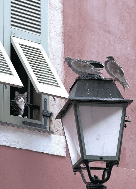 KAIYUNAPP-丹·卡特的比赛视野与出色传球，为全黑队打开进攻之门，丹.卡特