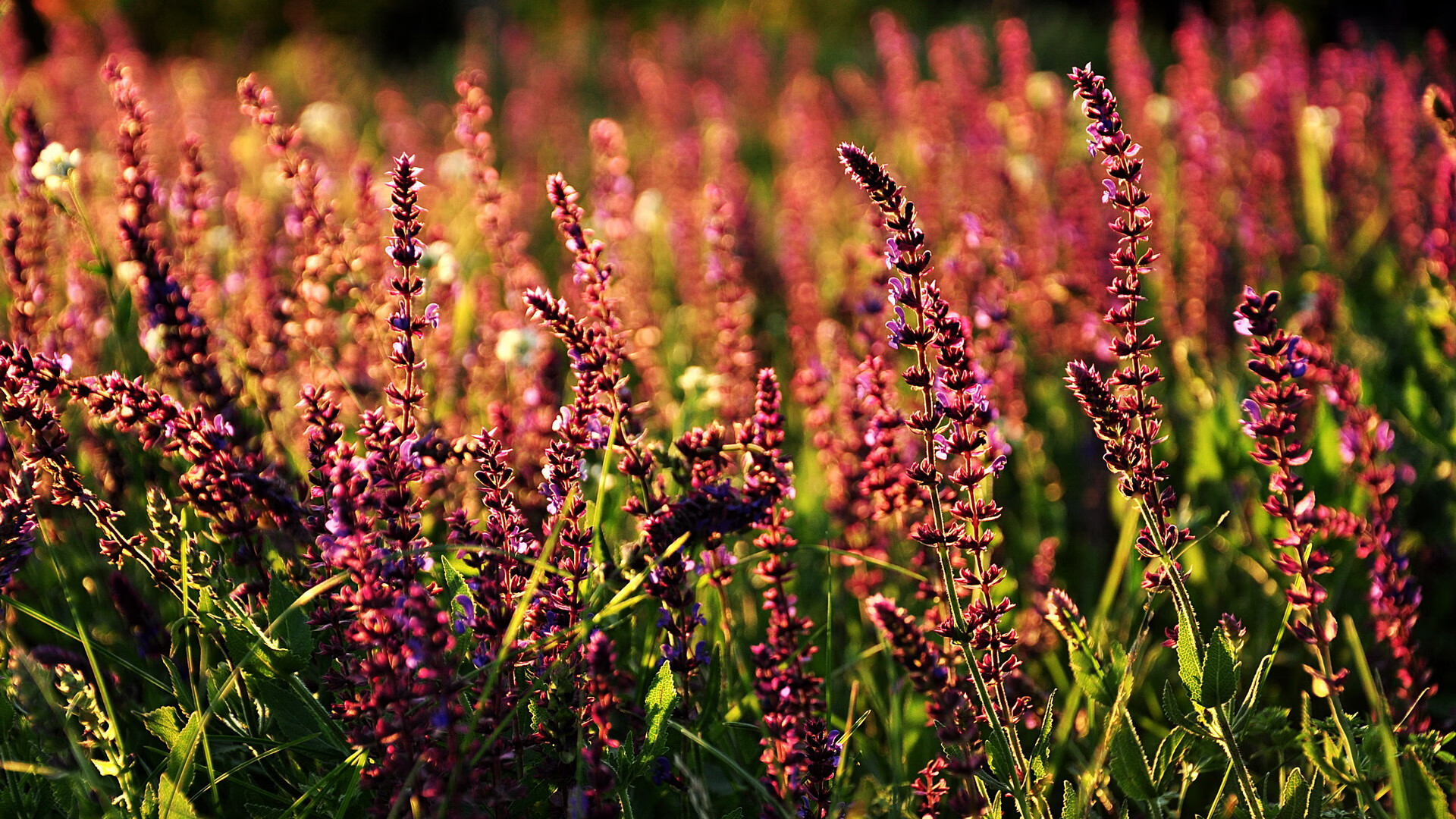 开云体育官方下载-乌干达男篮在非洲锦标赛中勇夺桂冠，体育精神旺盛