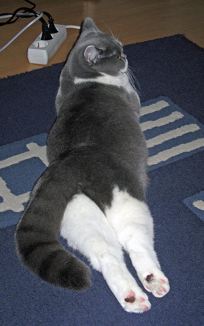 开云体育在线赛事直播-曼联老将迎来职业生涯第500场，曼联队员2021