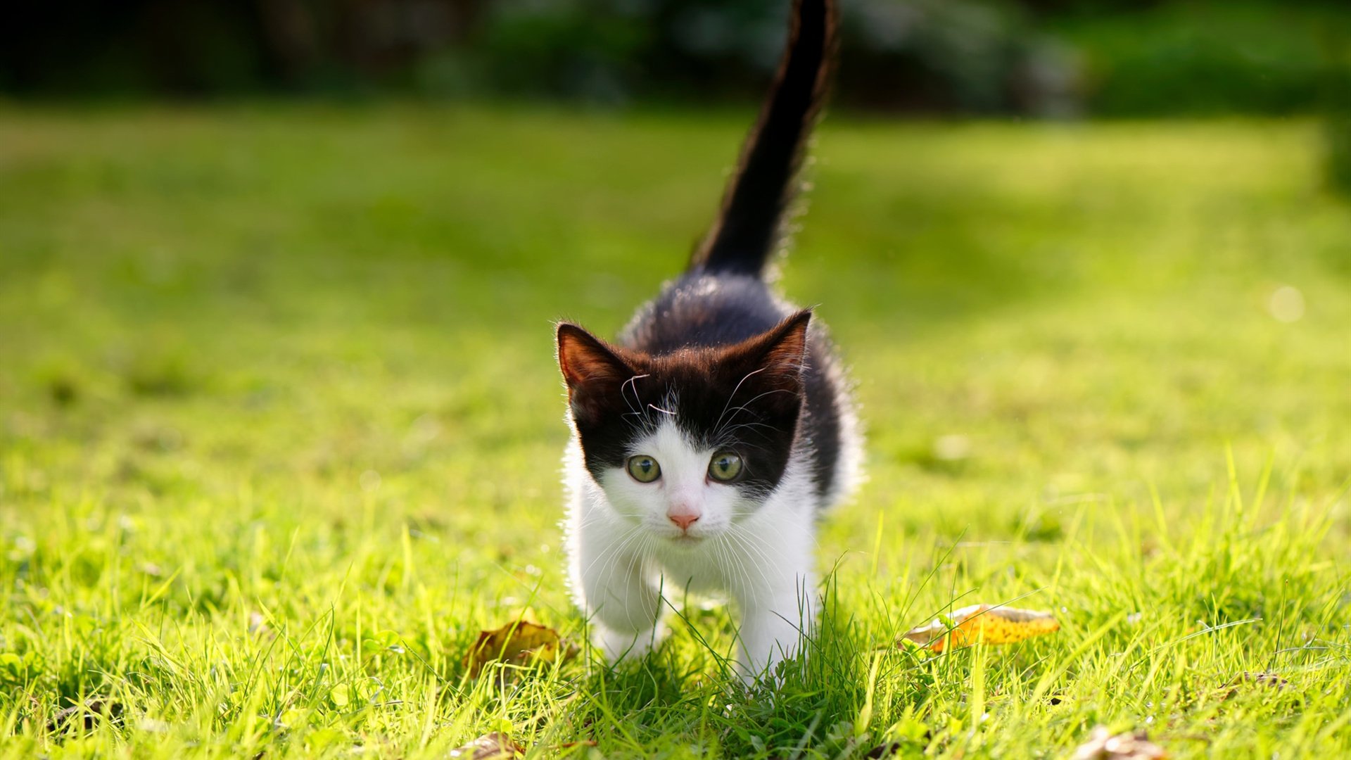 开云体育在线赛事直播-曼联老将迎来职业生涯第500场，曼联队员2021