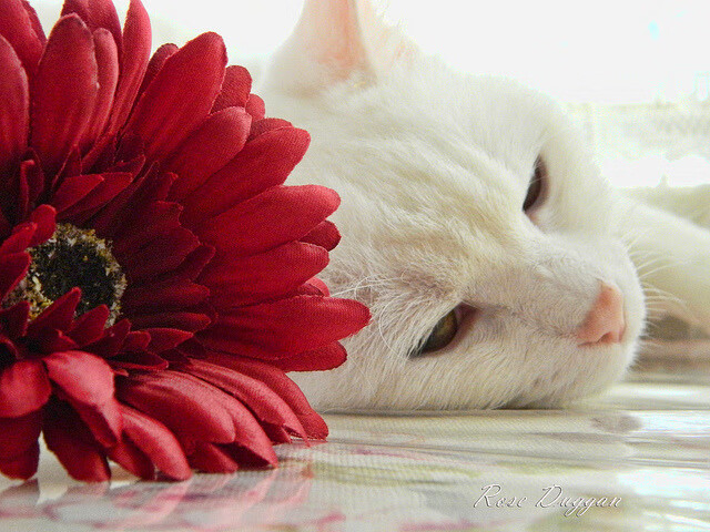 Kering-法国橄榄球赛事成为国际品牌营销的理想平台，法国橄榄球大片